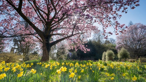 Magnolia tree and daffodils on a sunny day in the Walled Garden at Nymans, West Sussex